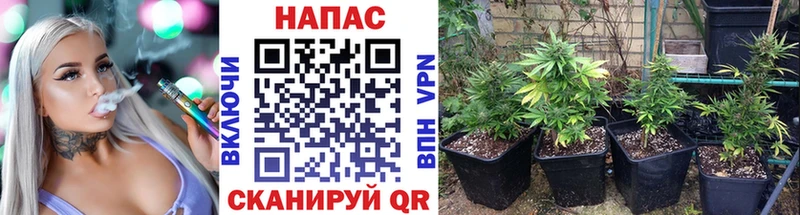 Конопля планчик  наркошоп  Солнечногорск 